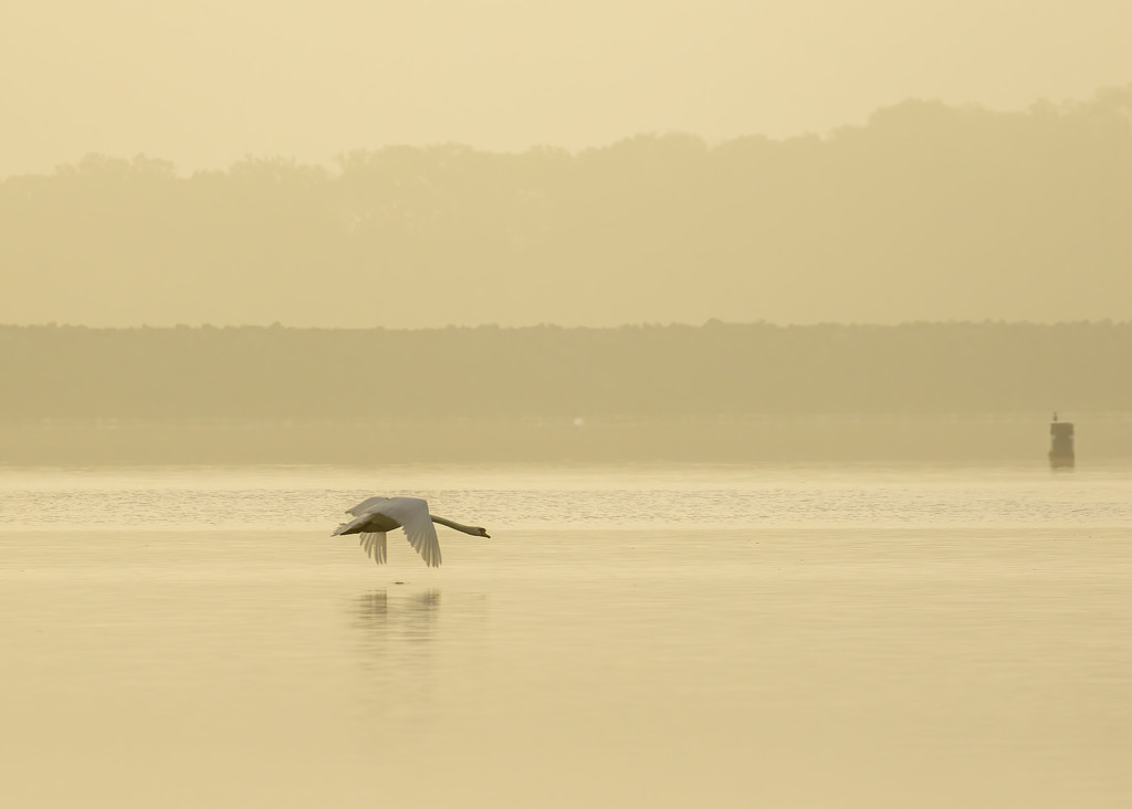 Flying Swan by shepherdmanswife