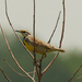 eastern meadowlark  by rminer