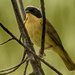 Common yellowthroat by rminer