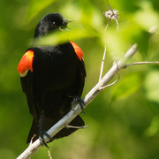 4th Jun 2021 - red-winged blackbird