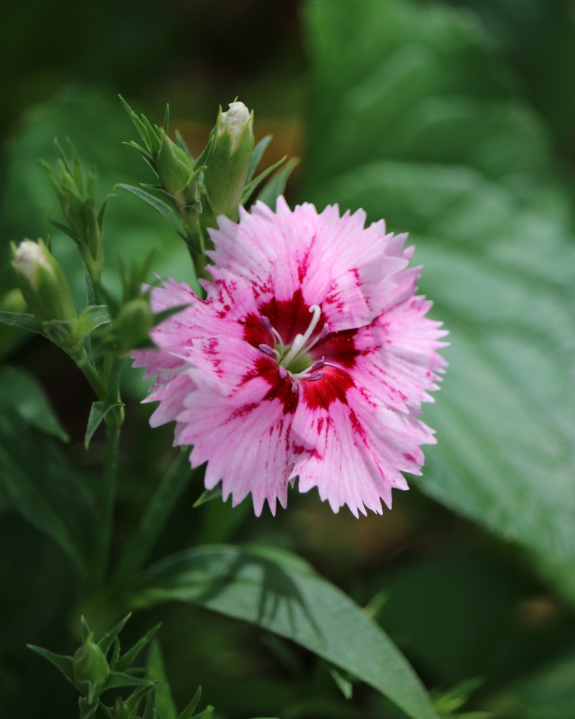 May 4: Dianthus by daisymiller