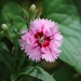 May 4: Dianthus by daisymiller