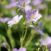 May 6: Perennial Geranium by daisymiller