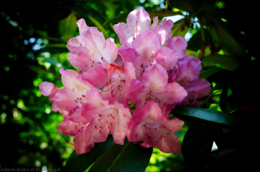 Abstract Rhododendron by byrdlip