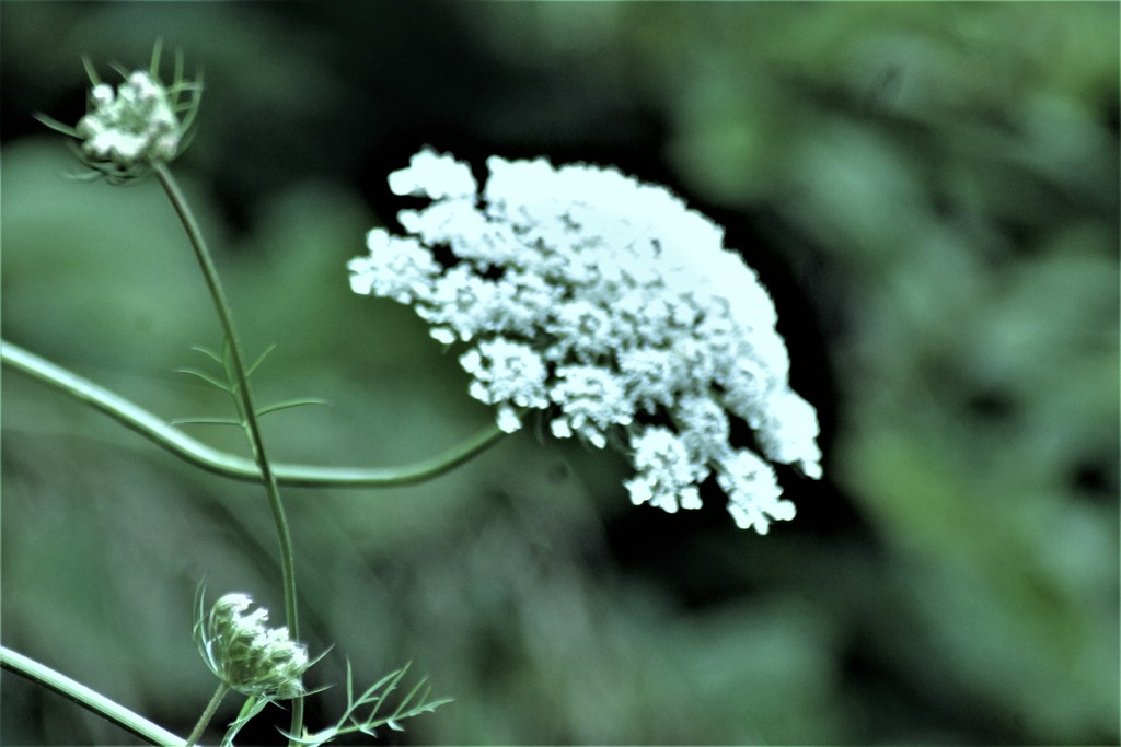 Queen Anne's Lace by vernabeth