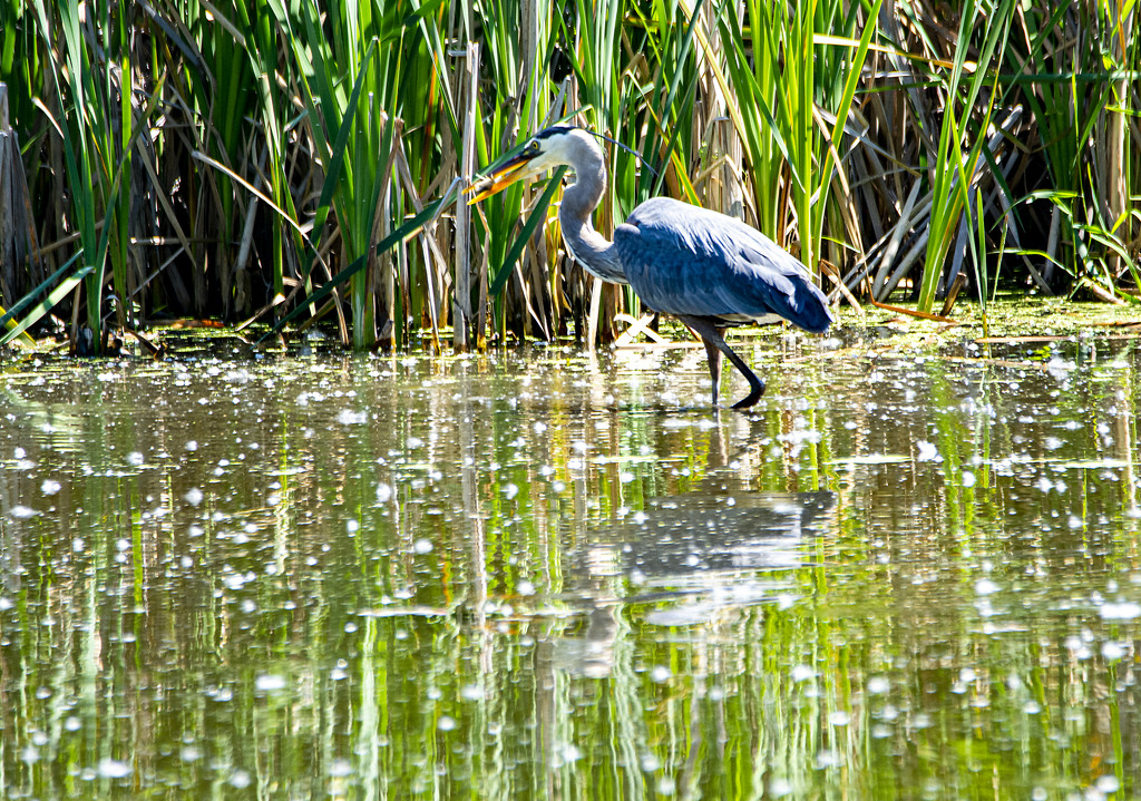 Hungry Heron by cwbill