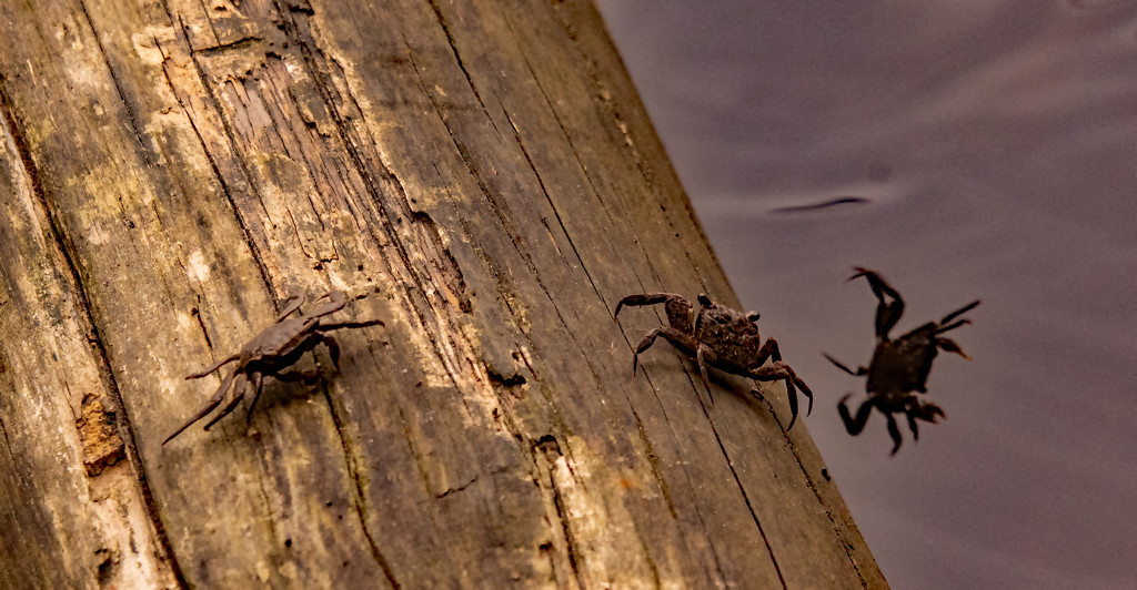 Crab Duel! by rickster549