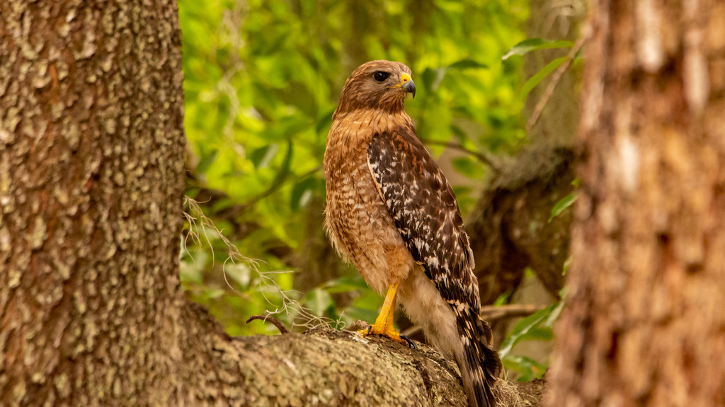 Red Shouldered Hawk on the Search! by rickster549