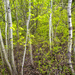 Aspen Stand by lstasel