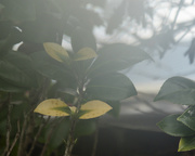 24th May 2021 - Leaves in the Mist