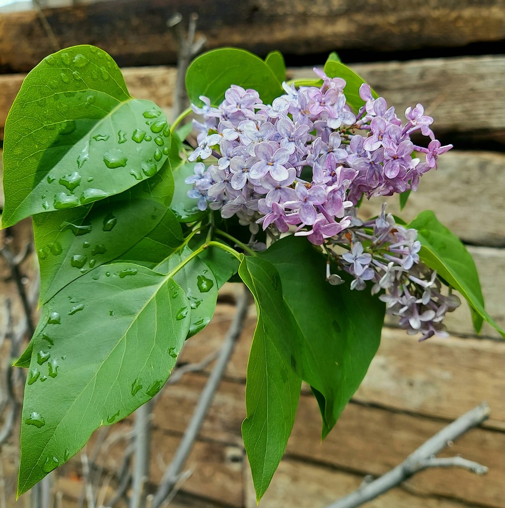 My Special Lilac Bush by harbie