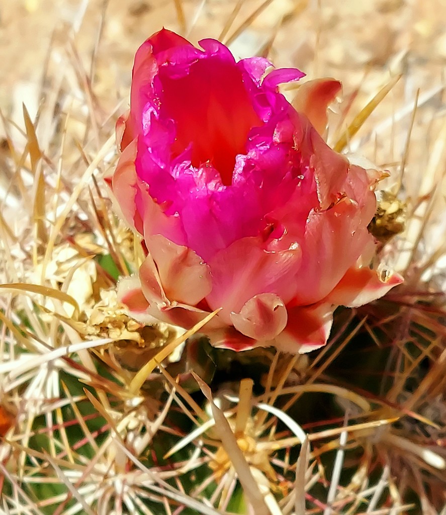 Cactus Flower by harbie