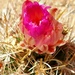 Cactus Flower by harbie