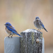 Western Bluebirds by mikegifford