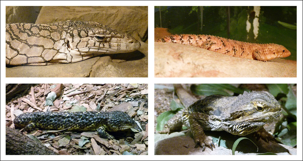 Oakvale Farm Reptiles by onewing
