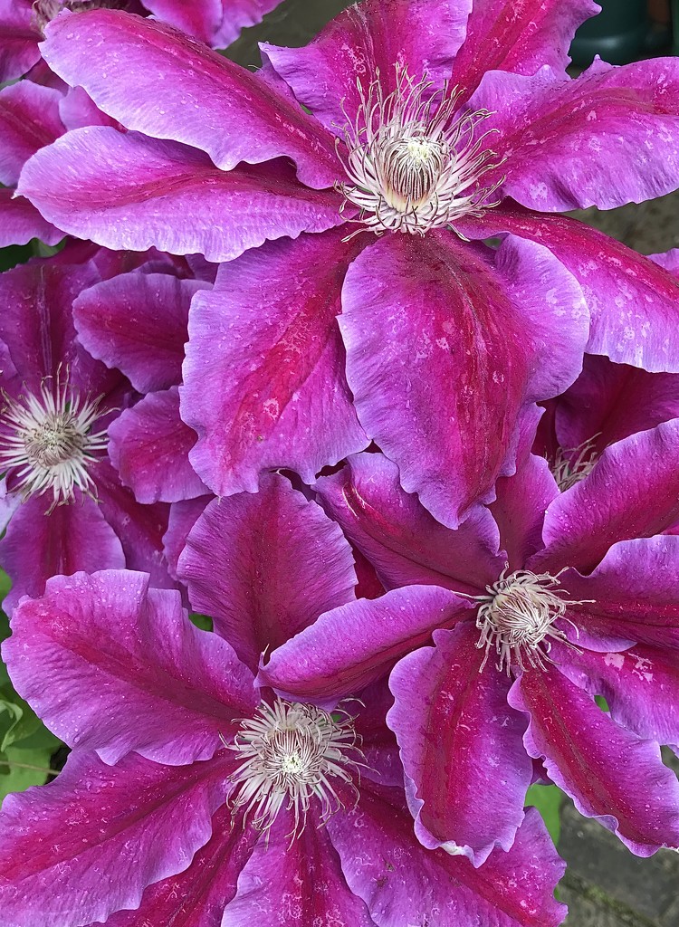 Clematis by wakelys