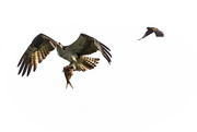 29th May 2021 - Red-winged Blackbird Wants Osprey to Share