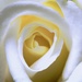 White Rose  by moonbi
