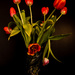 Tulips, not from Amsterdam by mv_wolfie