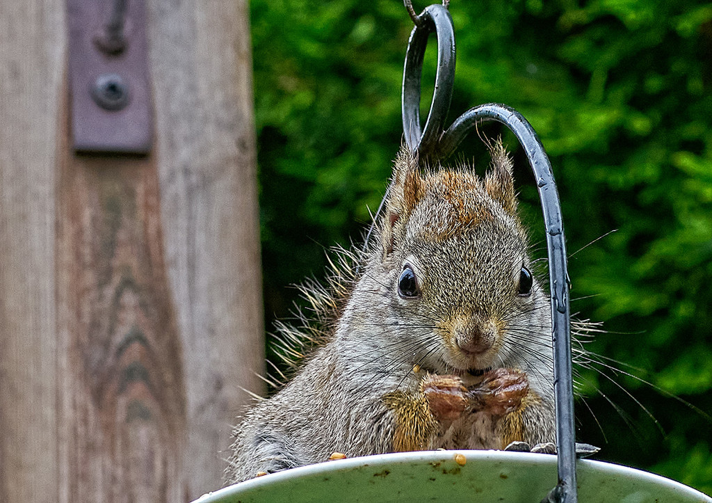 Nibbling Nuts by gardencat