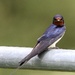 Swallow by phil_sandford