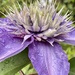 Clematis  by tinley23
