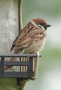 29th May 2021 - Eurasian Tree Sparrow in St. Louis
