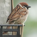 Eurasian Tree Sparrow in St. Louis by annepann