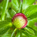 another peony bud by jernst1779