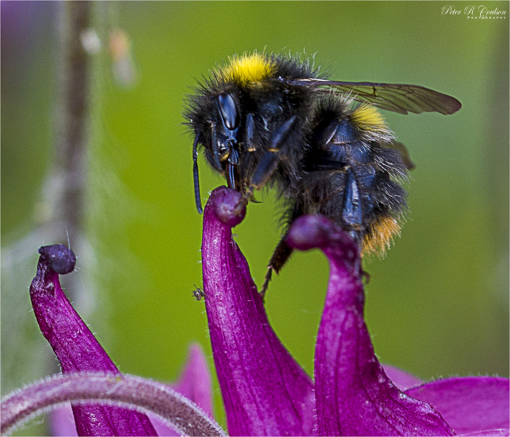 Macro Bee by pcoulson