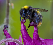 6th Jun 2021 - Macro Bee