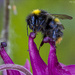 Macro Bee by pcoulson