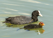 6th Jun 2021 - Coot and Chick
