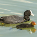 Coot and Chick by shepherdmanswife