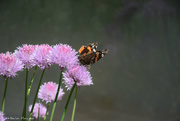 6th Jun 2021 - butterfly in chives