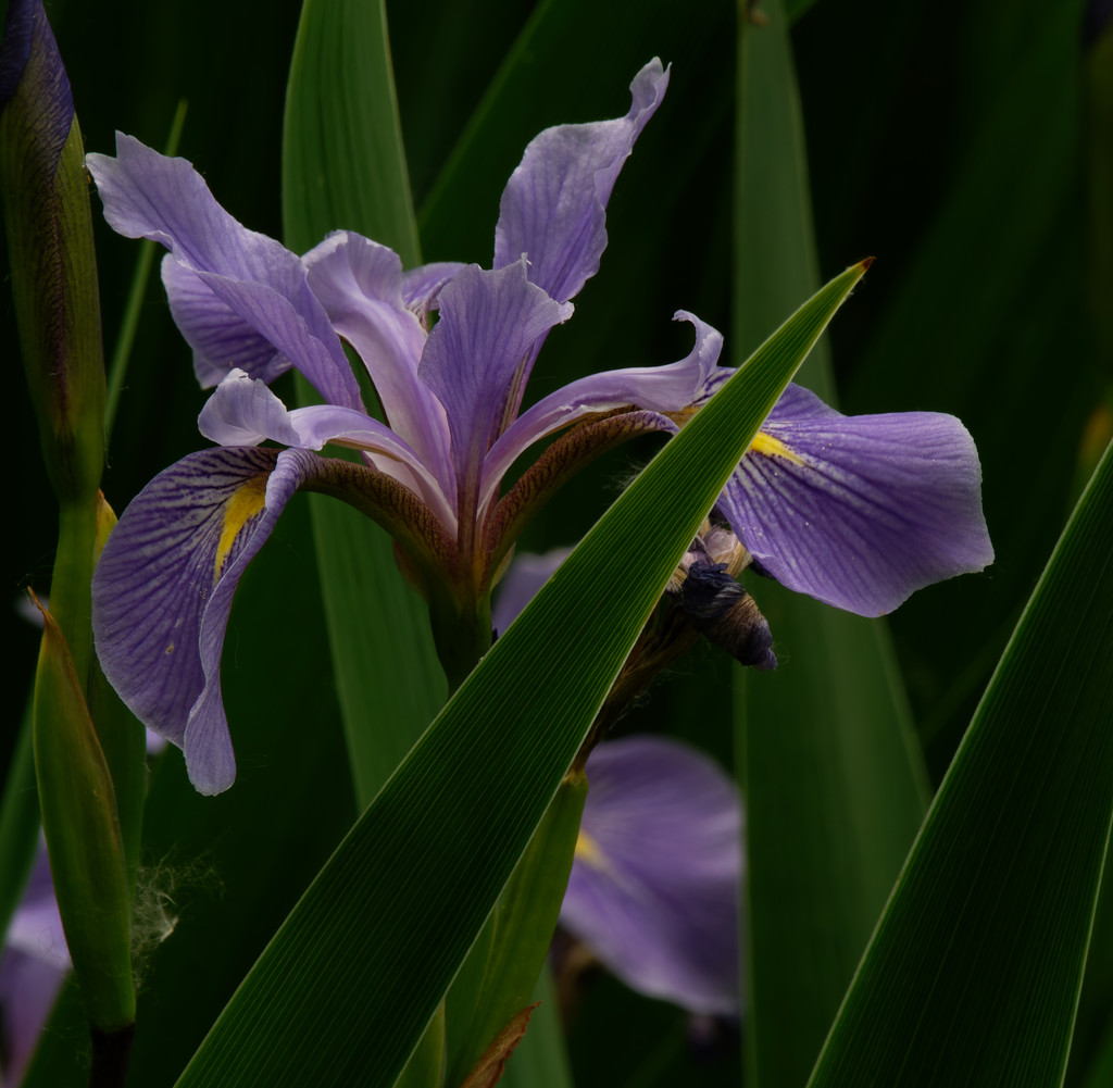 southern blue flag iris by rminer