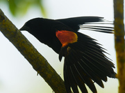 6th Jun 2021 - red-winged blackbird