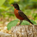American robin by rminer