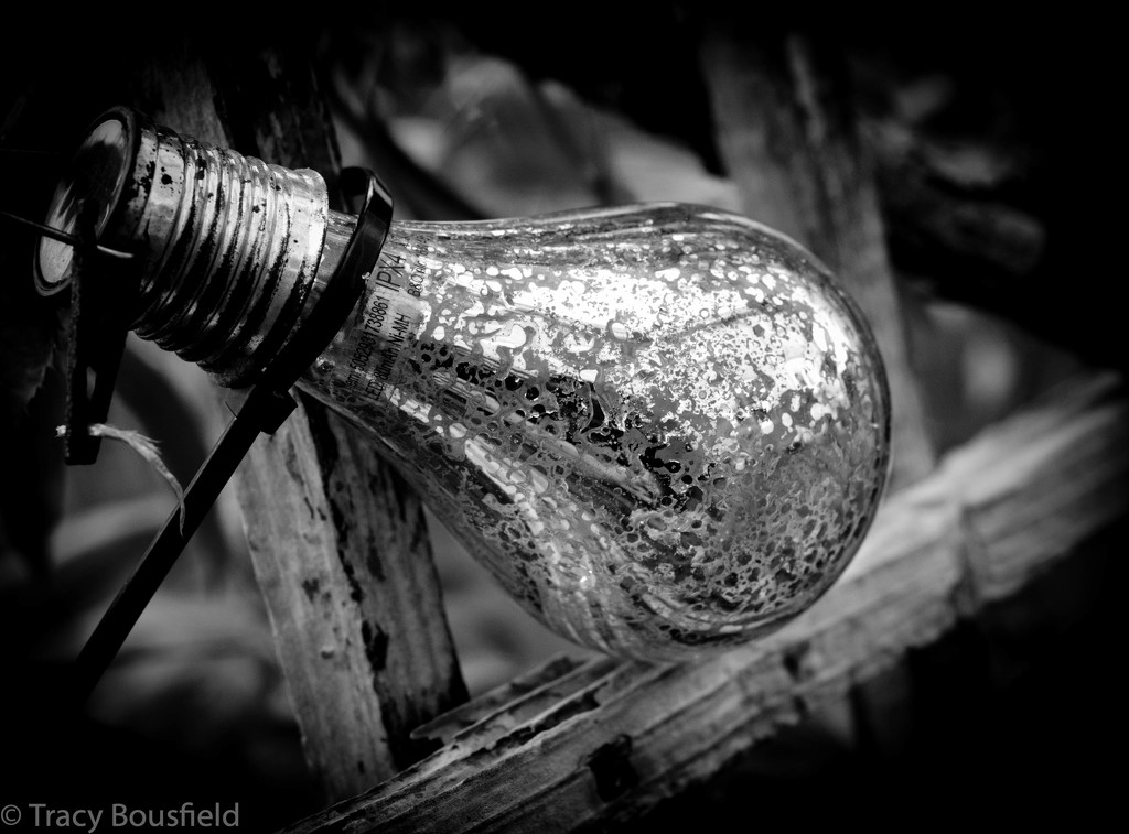 Light Bulb by tracybeautychick