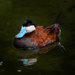 Ruddy Duck by photographycrazy
