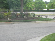 6th Jun 2021 - Flock of Geese
