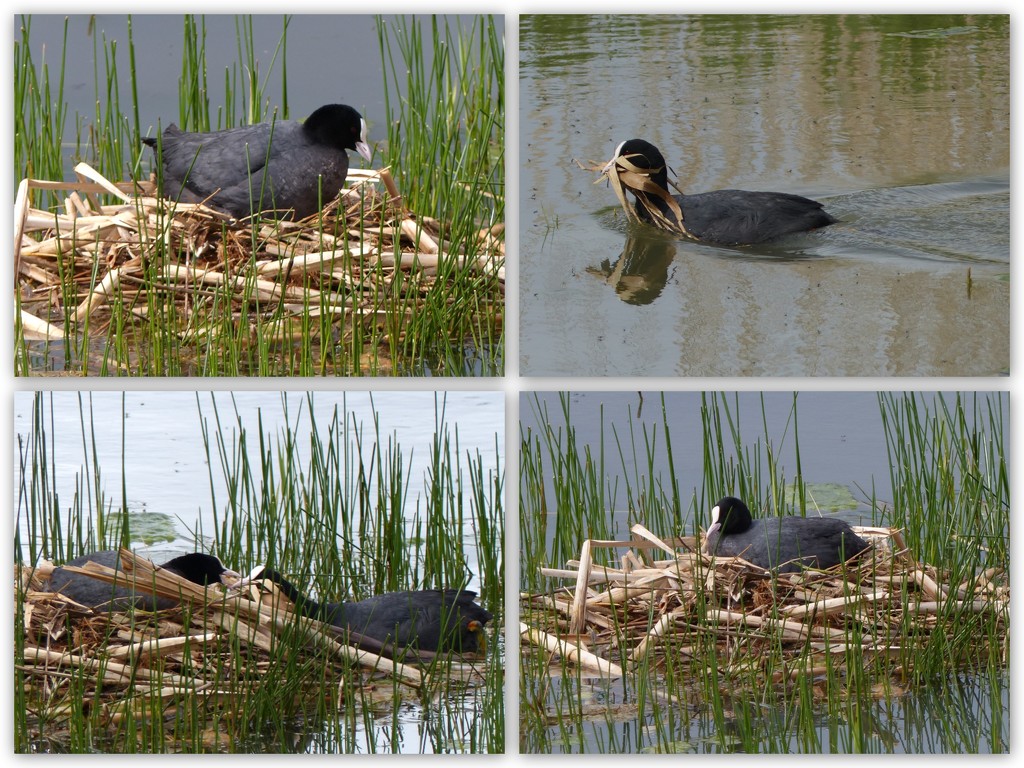 Coots nesting by judithdeacon