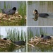 Coots nesting by judithdeacon