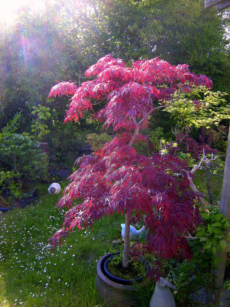 An Acer in our garden.  by pyrrhula
