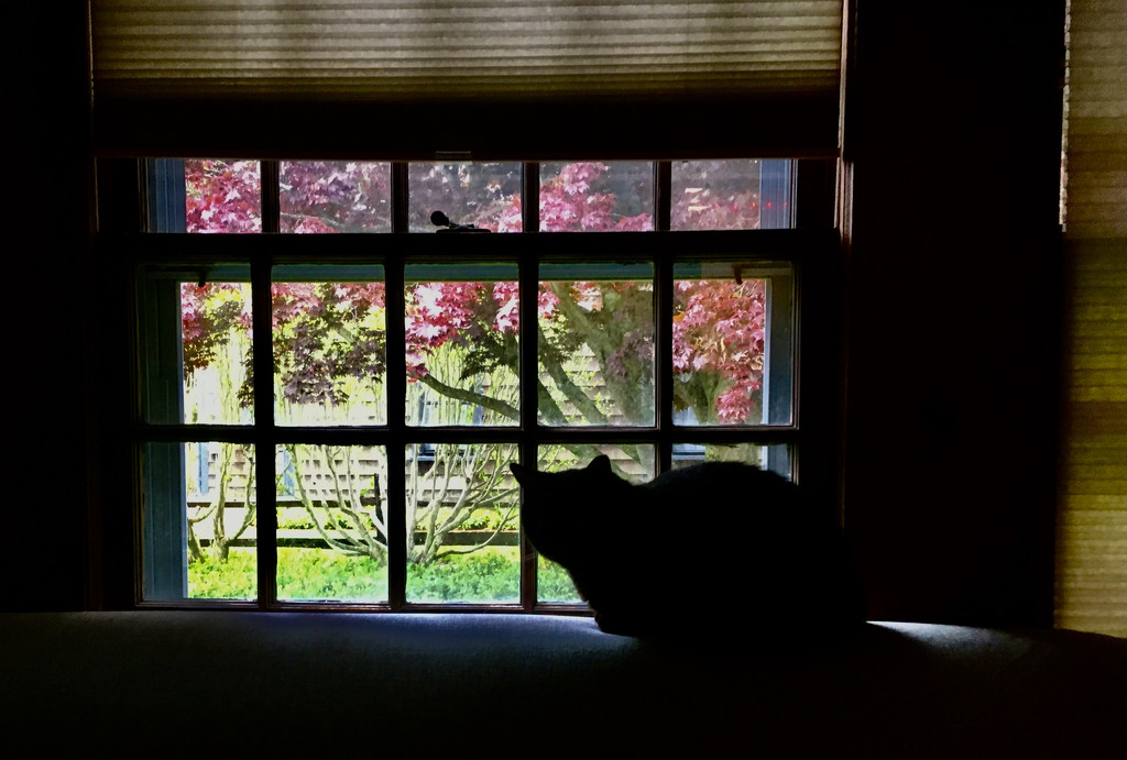 Window Cat by radiodan