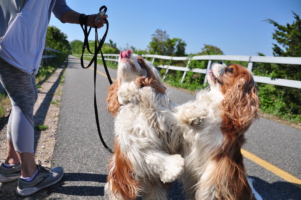 Bike Path Dogs by radiodan