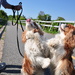 Bike Path Dogs by radiodan