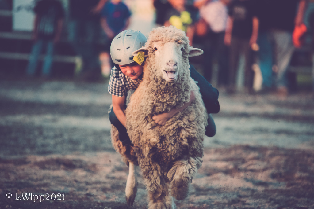 Mutton Bustin' by lesip