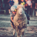 Mutton Bustin' by lesip
