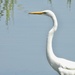 Egret profile by amyk
